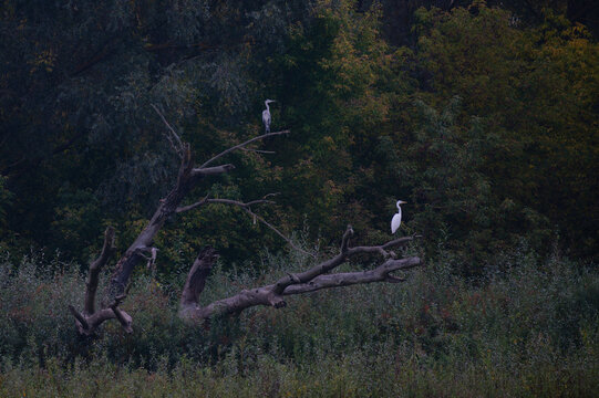 Two herons in a huge tree