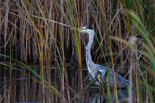 great blue heron ardea cinerea