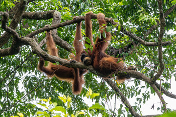 Sumatran orangutans Pongo abelii hanging from branches in canopy light at Mount Leuser National Park Bukit Lawang North Sumatra Indonesia © Luiz Vieira