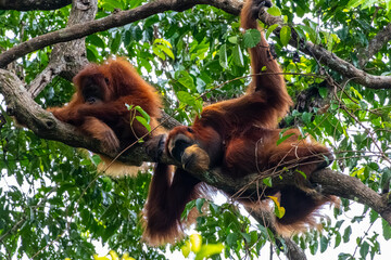 Sumatran orangutans Pongo abelii resting together on branch in canopy light at Mount Leuser National Park Bukit Lawang North Sumatra Indonesia © Luiz Vieira