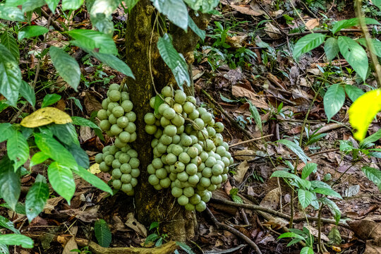 Unripe langsat fruit Lansium domesticum growing on tree trunk in dappled sunlight at Mount Leuser National Park Bukit Lawang Sumatra Indonesia