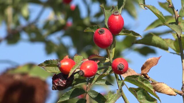 Red Rosehip Bush in Nature During Summer. Wild Rose Bush with Red Berries in Natural Environment.