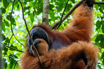 Sumatran orangutan Pongo abelii adult male clinging to branch in tropical canopy in Bukit Lawang Mount Leuser National Park Sumatra Indonesia © Luiz Vieira
