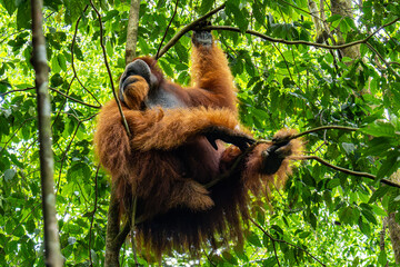Sumatran orangutan Pongo abelii adult male hanging suspended in forest canopy in Bukit Lawang Mount Leuser National Park Sumatra Indonesia © Luiz Vieira