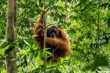 Sumatran orangutan Pongo abelii male holding tree trunk making eye contact in rainforest in Bukit Lawang Mount Leuser National Park Indonesia © Luiz Vieira