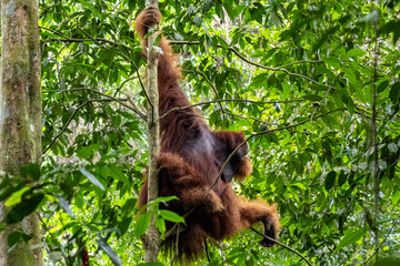 Sumatran orangutan Pongo abelii adult male climbing vertical tree trunk in jungle in Bukit Lawang Mount Leuser National Park Sumatra Indonesia © Luiz Vieira