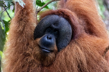 Sumatran orangutan Pongo abelii adult male headshot looking at camera in forest canopy in Bukit Lawang Mount Leuser National Park Indonesia © Luiz Vieira