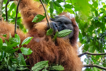 Sumatran orangutan Pongo abelii adult male resting in leafy tree canopy in Bukit Lawang Mount Leuser National Park Sumatra Indonesia © Luiz Vieira