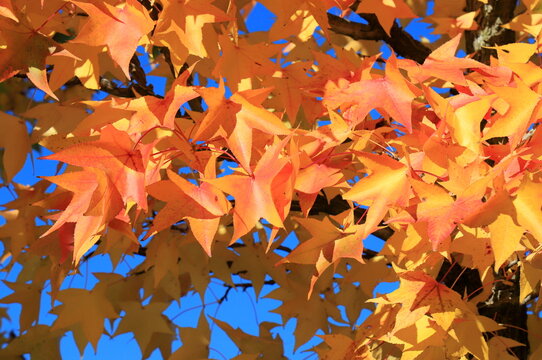 Beautiful autumn leaves of Liquidambar styraciflua American sweetgum close up, colorful fall foliage, tree branches in autumn park