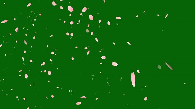 Falling pink cherry sakura flower petals motion graphic background overlay, realistic falling blossoms, rose petals or pink cherry blossoms blizzard flying on green background, 4k loop animation