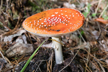 Muchomor czerwony (Amanita muscaria) z charakterystycznym czerwonym kapeluszem i białymi kropkami rosnący na leśnym podłożu. Rozpoznawalny trujący grzyb w naturalnym środowisku, kojarzony z jesiennym  © BMC