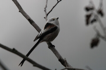 Long-tailed tit (Aegithalos caudatus) perched on a tree branch against a gloomy winter sky © lukaszkaczaniuk