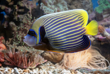 Emperor angelfish (pomacanthus imperator) swimming in coral reef  © DS light photography