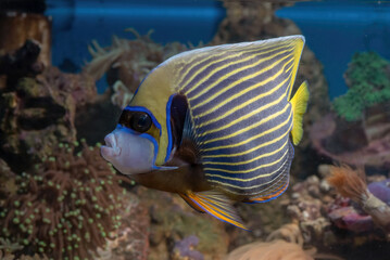 Emperor angelfish (pomacanthus imperator) swimming in coral reef  © DS light photography