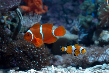 maroon clownfish (premnas biaculeatus) swimming in coral  © DS light photography