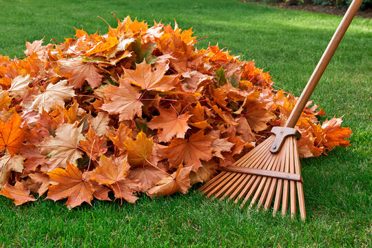 Pile of colorful autumn leaves with wooden rake on green lawn, seasonal garden cleanup and yard maintenance during fall