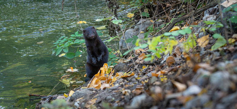 Wild dark mink standing on hind legs alert on autumn riverbank along the water edge