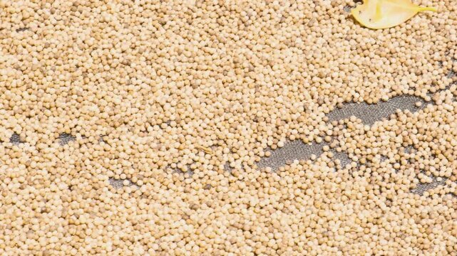 White peppercorns drying under tropical sun in Phu Quoc island, Vietnam. Pepper cultivation and spice production. Agriculture and tropical farming. Food texture