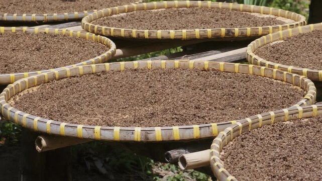 Traditional pepper drying trays in tropical plantation with black peppercorns dry under the sun in Phu Quoc island, Vietnam. Pepper cultivation and spice production. Agriculture and tropical farming