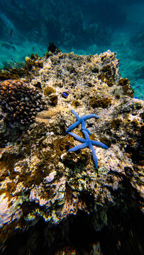 View of blue starfish resting on a vibrant coral reef with clear water in Bubunan, Bali, Indonesia.