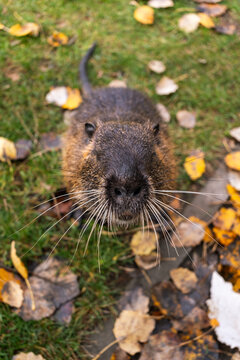 Close-up portrait of a nutria looking directly into the lens with prominent long whiskers against an autumn background
