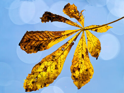 Goldener Herbst am Reinheimer Teich: Kastanienblatt im Gegenlicht vor Wasser-Bokeh
