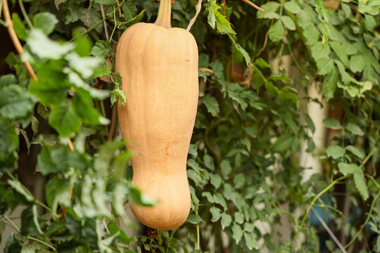 Ripe orange pumpkin growing on a vine among green leaves in a vegetable garden, representing autumn harvest, home gardening, seasonal agriculture, healthy food and fall decoration