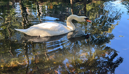 Mute swan gliding across a reflective pond in autumn light © sofiia_tsvietkova