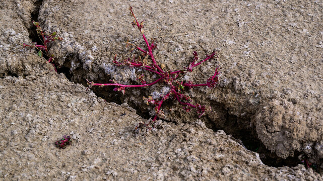 A halophytic plant, prostrate seablite (Suaeda prostrata), is captured on the cracked, dry soil of the receding Lake Carl Etling in Black Mesa State Park, Oklahoma, USA.
