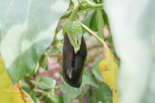 Ripe purple eggplant growing on a plant among large green leaves in a vegetable garden, illustrating home gardening, organic farming, fresh produce and summer harvest