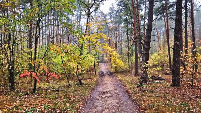 Picturesque dirt road in autumn pine forest. Atmospheric autumn landscape with a forest path leading deep into a dense pine and deciduous forest. Trees with bright yellow leaves and tall pine trunks