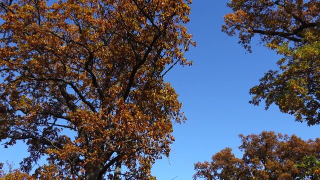 Nykoping, Sweden A panoramic view of the sky and colorful autumn oak trees with foliage. 