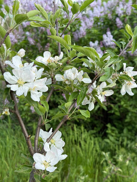 Blooming apple tree in spring garden vertical