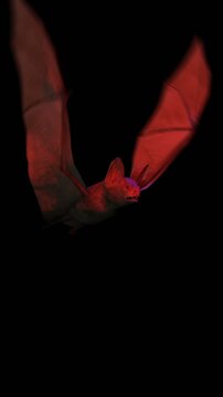 Creepy seamless vertical video of a bat. Halloween terror background isolated with copy space