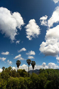 palm trees and beautiful white clouds against deep blue sky
