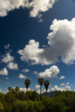palm trees and beautiful white clouds against deep blue sky