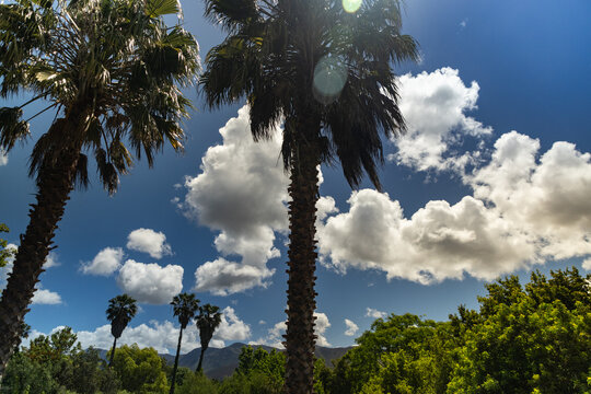 palm trees and beautiful white clouds against deep blue sky