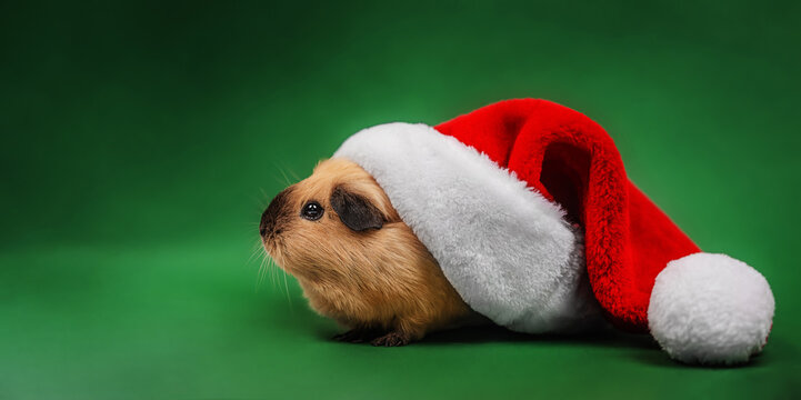 Cute Guinea Pig Under an Oversized Santa Hat on a Green Background