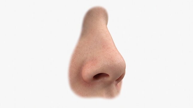 Detailed 3D medical rendering of an isolated human nose with visible skin texture