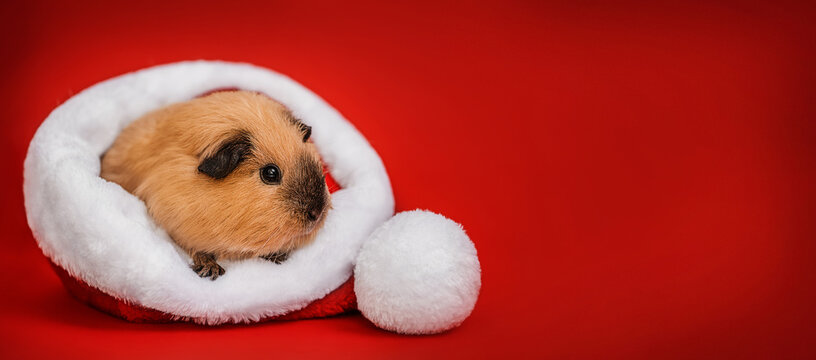 Cute Guinea Pig Peeking from a Santa Hat on a Red Christmas Background