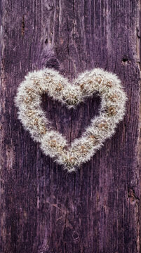 Heart shape dandelion seed head wreath on rustic purple wood background love and nature symbol