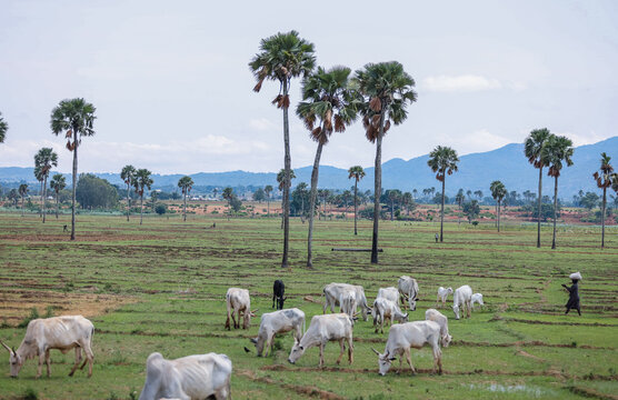 View of cattle grazing in a grassy field with tall palm trees and distant mountains in Riyom, Plateau, Nigeria.