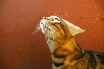 Close-up profile portrait of a Bengal cat looking up against a terracotta wall © nicime