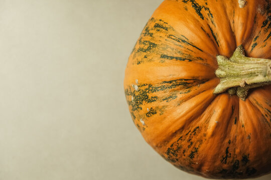 Autumn pumpkin with wild green streaks and textured rind