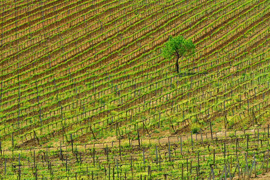 View of a vineyard with rows of grapevines and a solitary tree in the rolling hills of Tuscany, Italy.