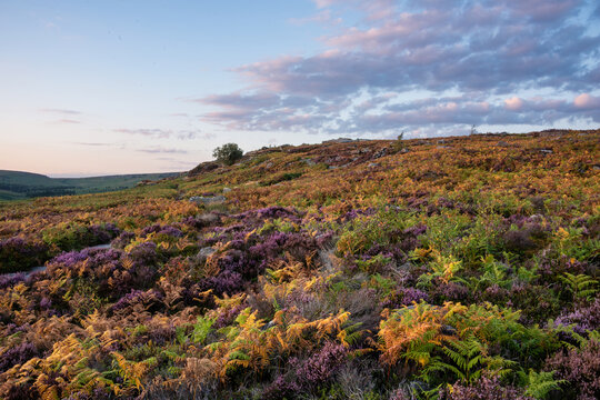 Beautiful landscape image view over Burbage South Edge in Peak District during Summer heather sunset