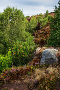 Stunning Peak District landscape from Surprise View with vibrant heather and dappled sunlight over the hills