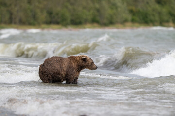 Plakat Alaskan brown bear searching for salmon in Naknek Lake