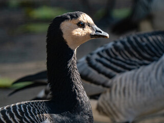 Close up portrait of a barnacle goose side view © fotomaster