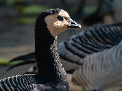 Close up portrait of a barnacle goose side view